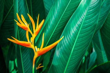colorful exotic flower on dark tropical foliage nature background, tropical leaf