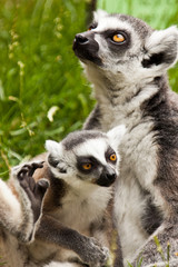 Katta mit Baby (Lemur catta)