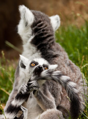 Katta mit Baby (Lemur catta)