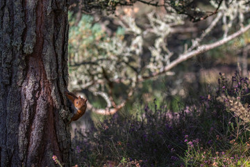 red squirrel, Sciurus vulgaris, alert/perched on a pine branch with wide surrounding background of Scottish pine forest during autumn, September.
