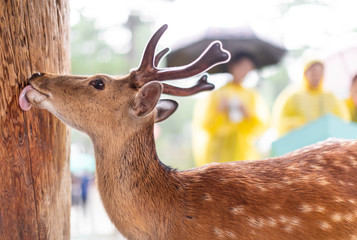 Close up of a wild male deer licking a moisty wooden pillar in a rainy day, against a bokeh background