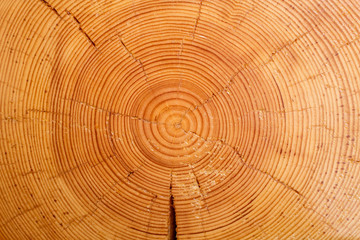 Sawn off logs exposing cross-section with cracks. Closeup. Texture of background - obrazy, fototapety, plakaty