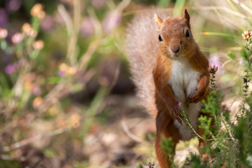 red squirrel, Sciurus vulgaris, alert/perched on a pine branch with wide surrounding background of Scottish pine forest during autumn, September.