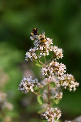 Blühender Oregano (Origanum vulgare) mit Insekt