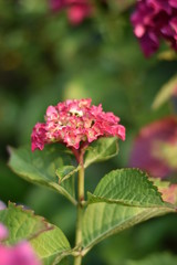 Rosa blühende Hortensie (Hydrangea)