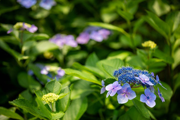 Close up of a purple hydrangea in bloom surrounded by green leaves
