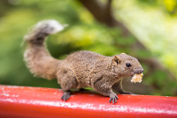 Close up of a wary grey squirrel holding a morsel of bread in its mouth, and standing on a red wooden pole, against a bright green bokeh background