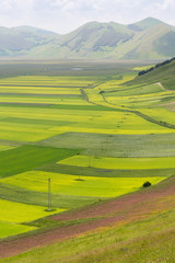 Central italian rural landscape, with colorful patches of lentis fields in the foreground, and distant hills in the foreground