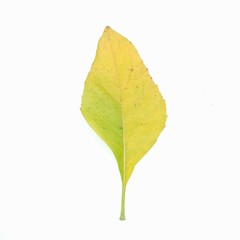 leaf isolated on white background