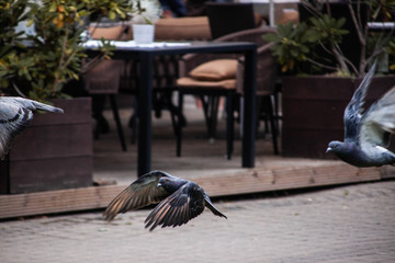 Flying pigeons near the coffee shop