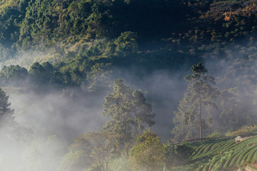 Mountain sunrise with fog flow on tree forest