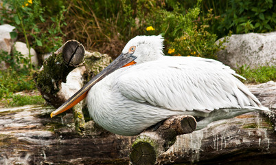 Krauskopfpelikan (Pelecanus crispus)