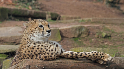 Gepard © Asray Laleike