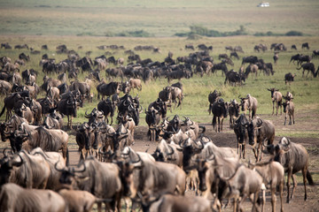 The Wildebeest migration on the banks of the Mara River. Every Year 1.5 million cross the Masai...