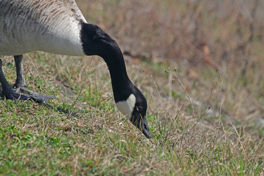 Kanada-Gans