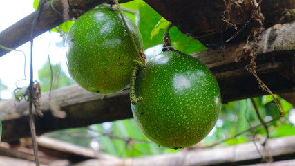 Passiflora edulis Passion Fruit Jambhool