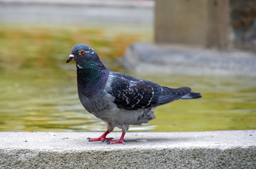 close up of city pigeon pooping on fountain wall ledge