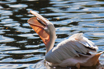 Rosapelikan (Pelecanus onocrotalus)