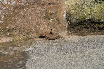Mauer-Eidechse