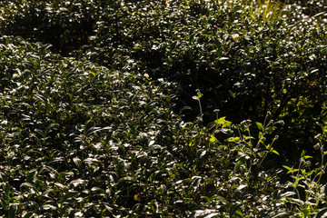 Green tea leaves on mountain sun light morning