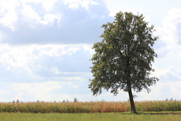 Fototapeta na wymiar big tree