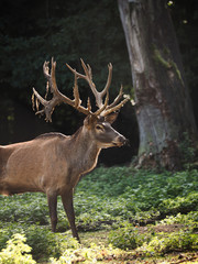 Red deer in the beech forest during the rutting season
