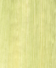 Scanned leaf from corncob.  Natural green vertical stripes texture.