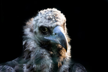 Head portrait of the cinereous vulture (Aegypius monachus). Also known as monk vulture, or Eurasian black vulture. Sharp eyes staring at photographer. Black background.