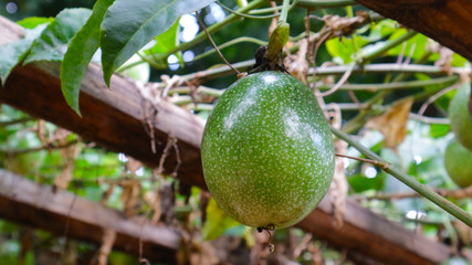 Passiflora edulis Passion Fruit Jambhool