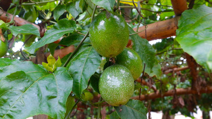 Passiflora edulis Passion Fruit Jambhool