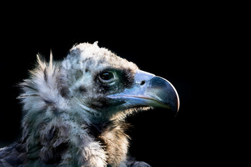 Head portrait of the cinereous vulture (Aegypius monachus). Also known as monk vulture, or Eurasian black vulture. Sharp eyes staring at photographer. Black background.