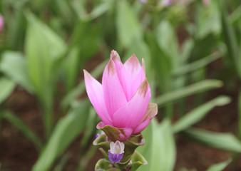 Obraz premium Close up landscape beautiful pink flowers of Siam Tulip or Krachiew flowers