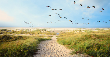 Fototapety  Duże stado kaczek CanvasBacks latające nad wspaniałym krajobrazem plaży wydmowej na wyspie Langeoog na Morzu Północnym w Niemczech ze ścieżką, piaskiem i trawą w piękny letni dzień, wakacje w Europie.