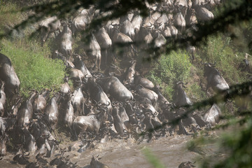 The Wildebeest migration on the banks of the Mara River.  Every Year 1.5 million cross the Masai...