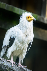 Portrait of the Egyptian vulture (Latin: Neophron percnopterus), also white scavenger vulture or pharaoh's chicken. Interesting bird with white plumage with black flight feathers  in the wings.