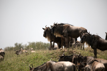 The Wildebeest migration on the banks of the Mara River. Every Year 1.5 million cross the Masai Mara in Kenya.	