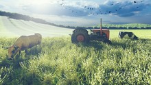 Old tractor and cows near the field in the early bright morning. Agriculture and environment. 3D Rendering