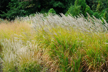 bush of grass meadow soddy on the edge of a green forest