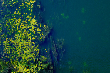 Seamless pond texture with lily and algae pads on the surface, top view. Riverbank overgrown with...