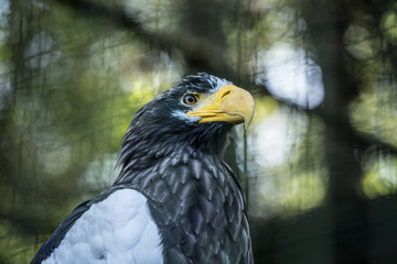 Portrait of a Steller's sea eagle (Latin: Haliaeetus pelagicus) a large diurnal bird of prey. Majestic bird with dangerous bright yellow beak 
