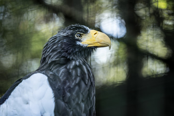 Portrait of a Steller's sea eagle (Latin: Haliaeetus pelagicus) a large diurnal bird of prey. Majestic bird with dangerous bright yellow beak 