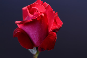 Rosen die Königin der Blumen