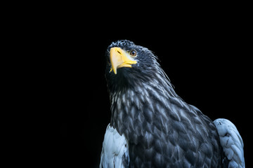 Portrait of a Steller's sea eagle (Latin: Haliaeetus pelagicus) a large diurnal bird of prey. Majestic bird with dangerous bright yellow beak 