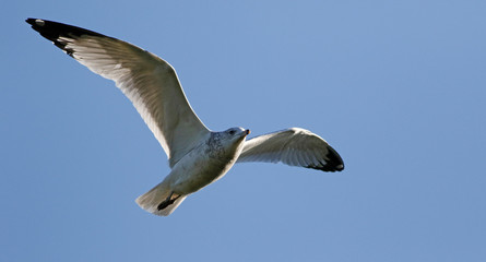 goéland à bec cerclé