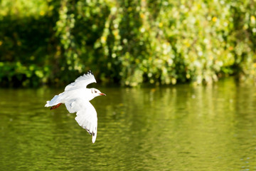 Slender-billed gull in flight