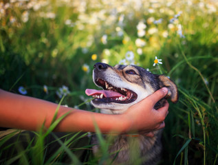 portrait hand strokes cute puppy with open mouth and looks devotedly at the owner on meadow with...