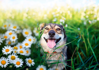 portrait of cute dog with pretty open mouth and tongue sitting on summer Sunny warmth blooming...