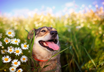 portrait of cute dog with pretty open mouth and looking up at meadow with Daisy flowers Sunny day...