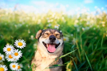Fototapeten portrait of cute dog with pretty open mouth and tongue sitting on summer Sunny warmth blooming meadow with daisies © nataba