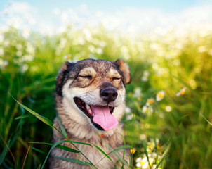 portrait of cute dog with pretty eyes closed sitting on summer Sunny warm blooming meadow